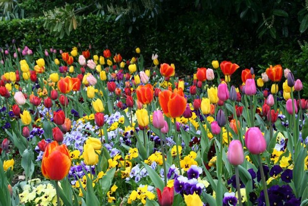 flores-tulipas-blog-carola-duarte