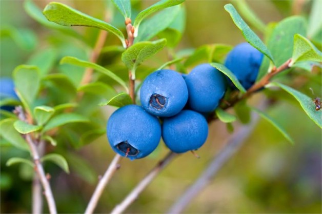 Blueberry, a fruta da longevidade